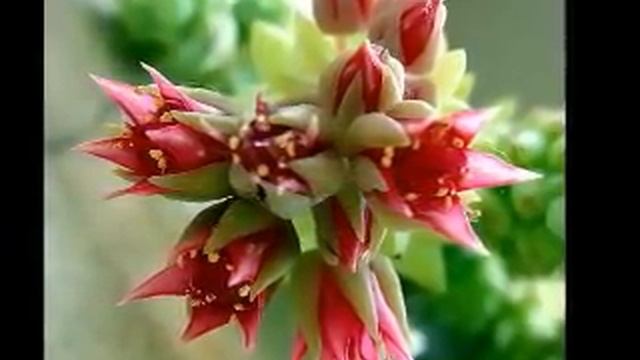 Richard Clayderman - Les Fleurs Sauvages смотреть онлайн