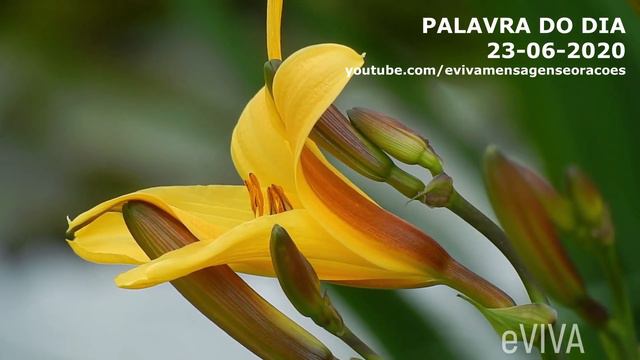 PALAVRA DE HOJE 23 DE JUNHO 2020 eVIVA MENSAGEM MOTIVACIONAL PARA REFLEXÃO SALMO 1 BOM DIA MANHÃ! смотреть онлайн
