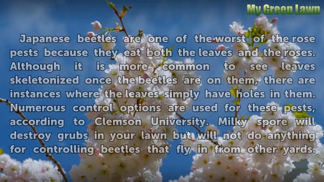 What Insects Eat Holes in the Leaves of Rose Bushes? смотреть онлайн