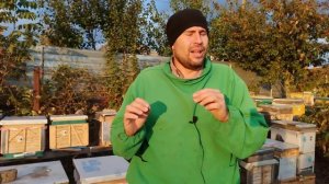 Сравниваем породы пчел в конце сезона Карника, Бакфаст, Украинская Степная