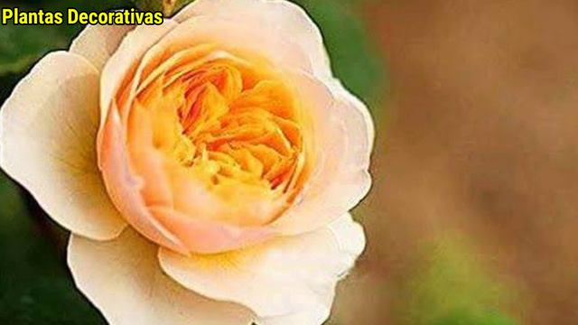 Deve saber! 5 tipos das plantas ornamentais mais caras do mundo! смотреть онлайн