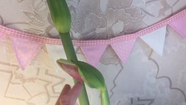 как правильно пересадить цветы #какпересадитьцветы#чтоприготовить#комнатныерастения #комнатныецветы