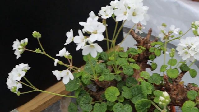 Pelargonium Cotyledonis ,species Pelargonium. Basic Care