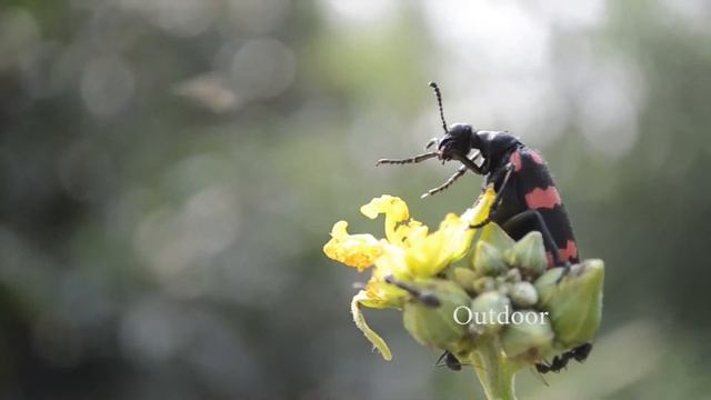 Nikon D3100 Video Test смотреть онлайн