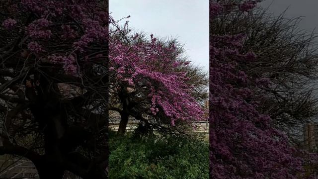 Церцис - Иудино дерево смотреть онлайн