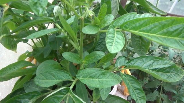 Пепино летом. Формирование кустов, пасынкование. Укоренение черенков дынной груши. Уход за пепино смотреть онлайн