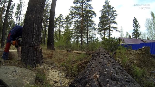 Прыг с сосны смотреть онлайн