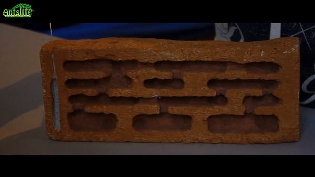 ?Die wichtigsten Fakten über Messor Barbarus + Nestbau |S01E01| Antslife смотреть онлайн