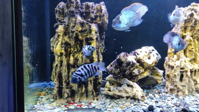 Цихлазомы чернополосые охраняют своих детей смотреть онлайн