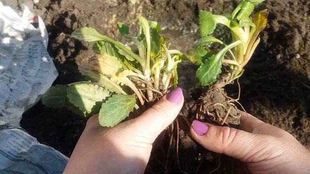 Как Посадить Ромашку крупную высокорослую. Правила посадки ромашки. How to Plant Chamomile. смотреть онлайн