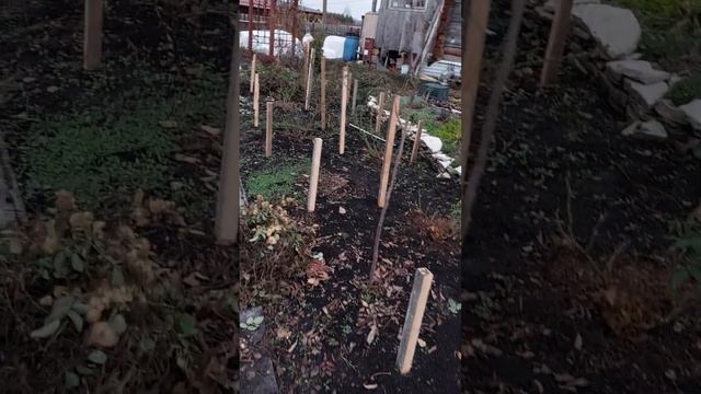Хвойная композиция на небольшой клумбе. Укрытие хвойных и других растений на зиму. смотреть онлайн