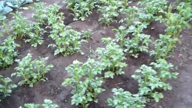 ПЕРЕД ЦВЕТЕНИЕМ КАРТОШКУ нужно ОКУЧИТЬ, А что ВО ВРЕМЯ ЦВЕТЕНИЯ смотреть онлайн