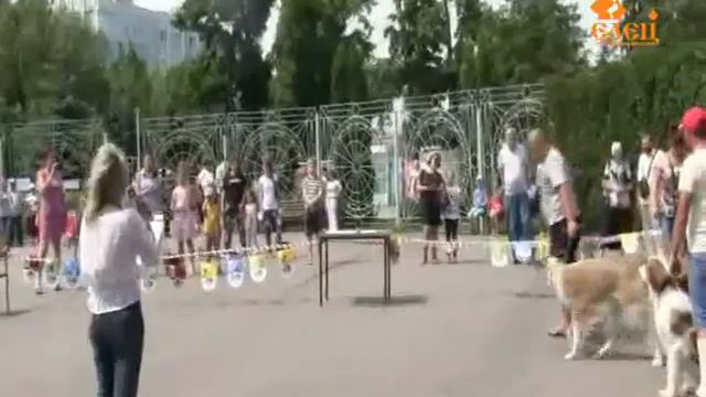 В Ельце прошла третья выставка собак, приуроченная к всемирному дню верных друзей человека смотреть онлайн