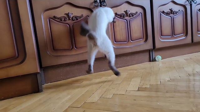 Меконгские бобтейлы питомника Голден Трюфель смотреть онлайн