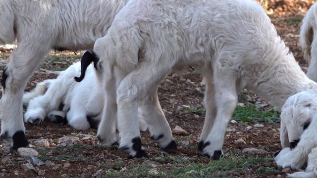 Beslenmesini öğrenen Kuzu Videoları , Sevimli Kuzular