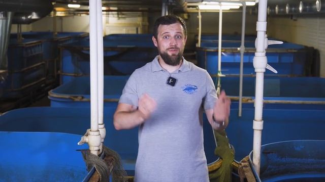 Как ПРАВИЛЬНО ПОСЧИТАТЬ, ПОДОБРАТЬ и РАССТАВИТЬ бассейны НА ФЕРМЕ УЗВ? смотреть онлайн