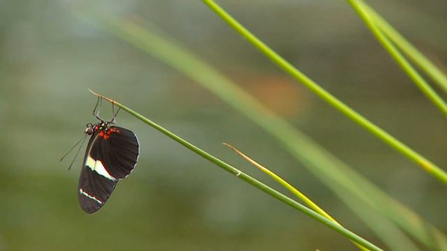 КРАСИВЫЕ ЦВЕТЫ И БАБОЧКИ 2