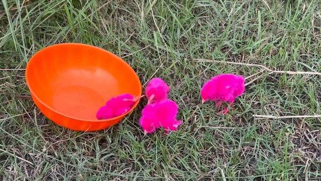 Catch millions of cute chickens, runaway duckling, rainbow chickens, rabbits, ducks, cute animals смотреть онлайн