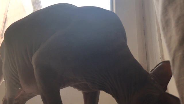 Вот что на САМОИЗОЛЯЦИИ делает кот! смотреть онлайн