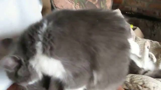 Как играются кошки смотреть онлайн