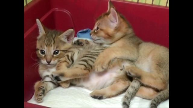 Чаузи F1. - дикая кошка или всё-же порода