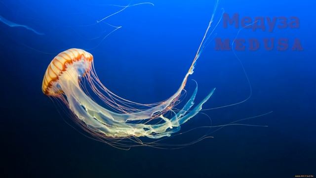 Морские животные / Marine animals смотреть онлайн