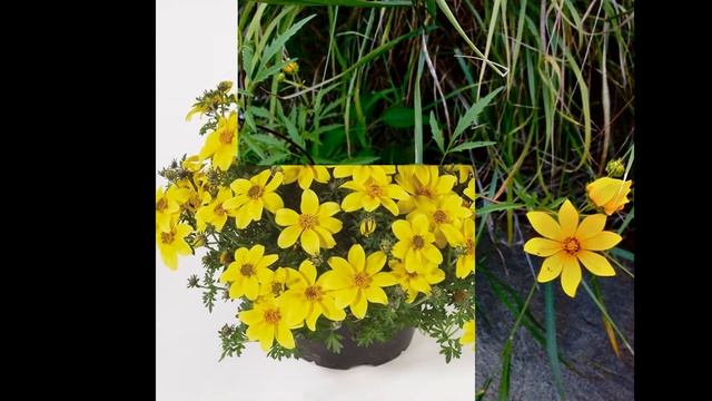 БИДЕНС (ЧЕРЕДА)  (BIDENS)  сем. Сложноцветные