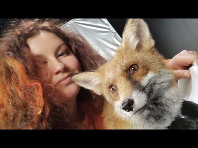 Лис и собаки на стриме!