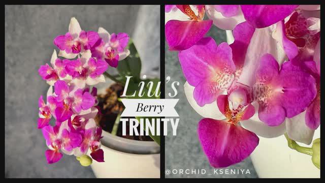 Phal. Liu’s Berry ‘Trinity’ 🍇 Азиатская ароматная мультифлора - орхидея бабочка Лиус Бэрри | ОБЗОР смотреть онлайн