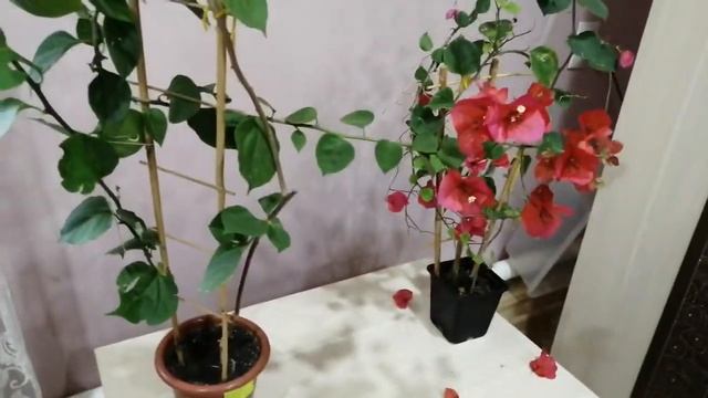 Бугенвиллия Louise Walton red. смотреть онлайн