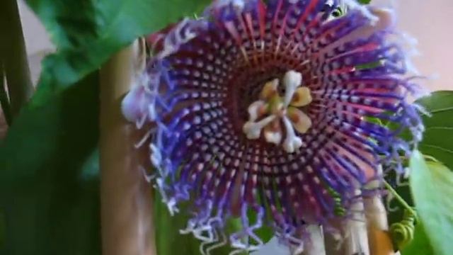 Passiflora quadrangularis смотреть онлайн