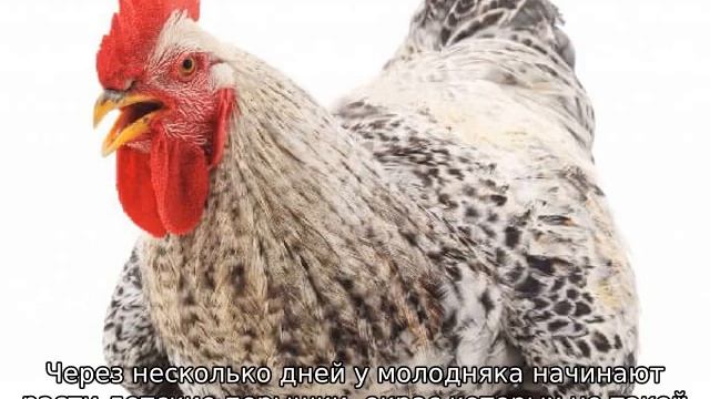 Мастер Грей: порода кур (описание) смотреть онлайн