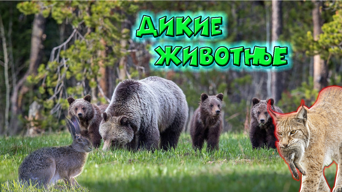 Дикие животные / Какие бывают смотреть онлайн