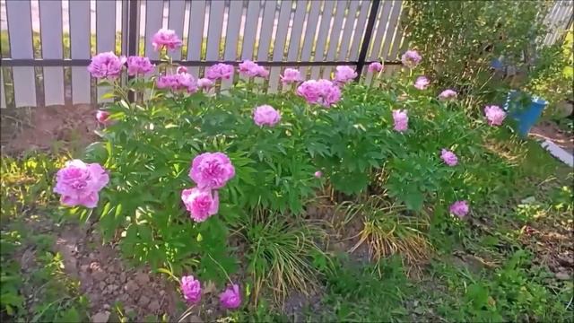 МОЯ ДАЧА / Как ОБУСТРОИТЬ ДАЧНЫЙ УЧАСТОК за один сезон / 2022 год / ПЛАНИРОВКА дачи СВОИМИ РУКАМИ смотреть онлайн