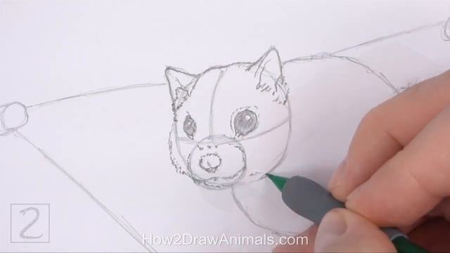 How to Draw a Flying Squirrel смотреть онлайн