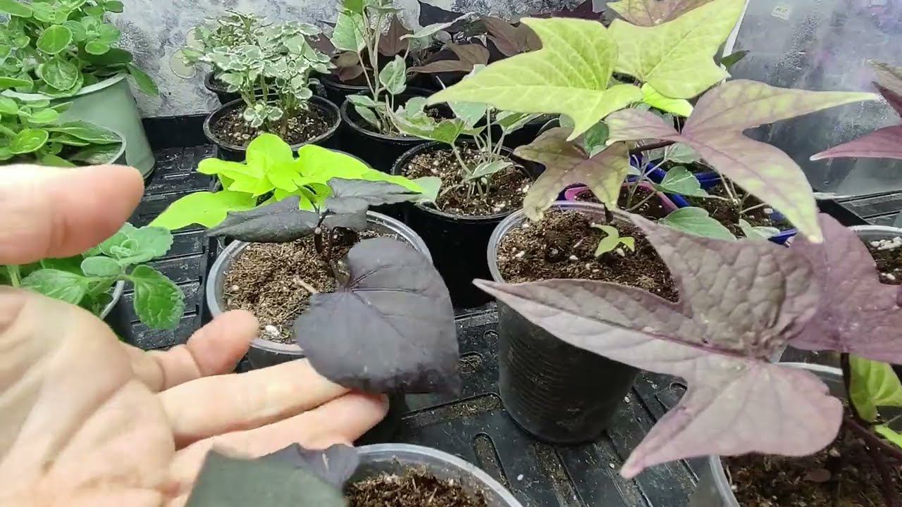 Обзор всей рассады на конец апреля. Как вырастить шикарную рассаду в доме на стеллажах. смотреть онлайн