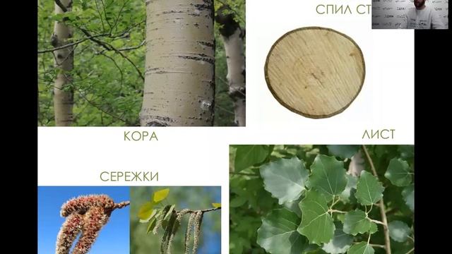 Растительный мир "Красноярских Столбов" смотреть онлайн