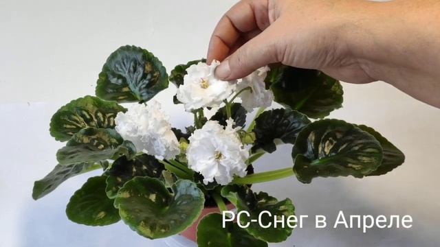 РС-Офелия.РС-Снег в Апреле.РС-Таинственный Странник.РС-Танец Огня.РС-Хризантема Фукси смотреть онлайн