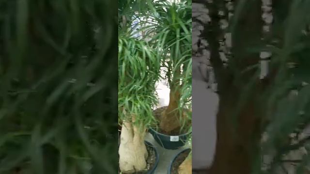 Beaucarnea recurvata, the elephant's foot. Nolina or ponytail palm, care смотреть онлайн