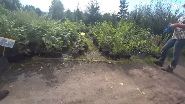ДЕРЕВЕНСКИЙ САД СВОИМИ РУКАМИ / Питомник растений "САНАМИ" / ПОСТРОИЛ ДОМ В ДЕРЕВНЕ смотреть онлайн