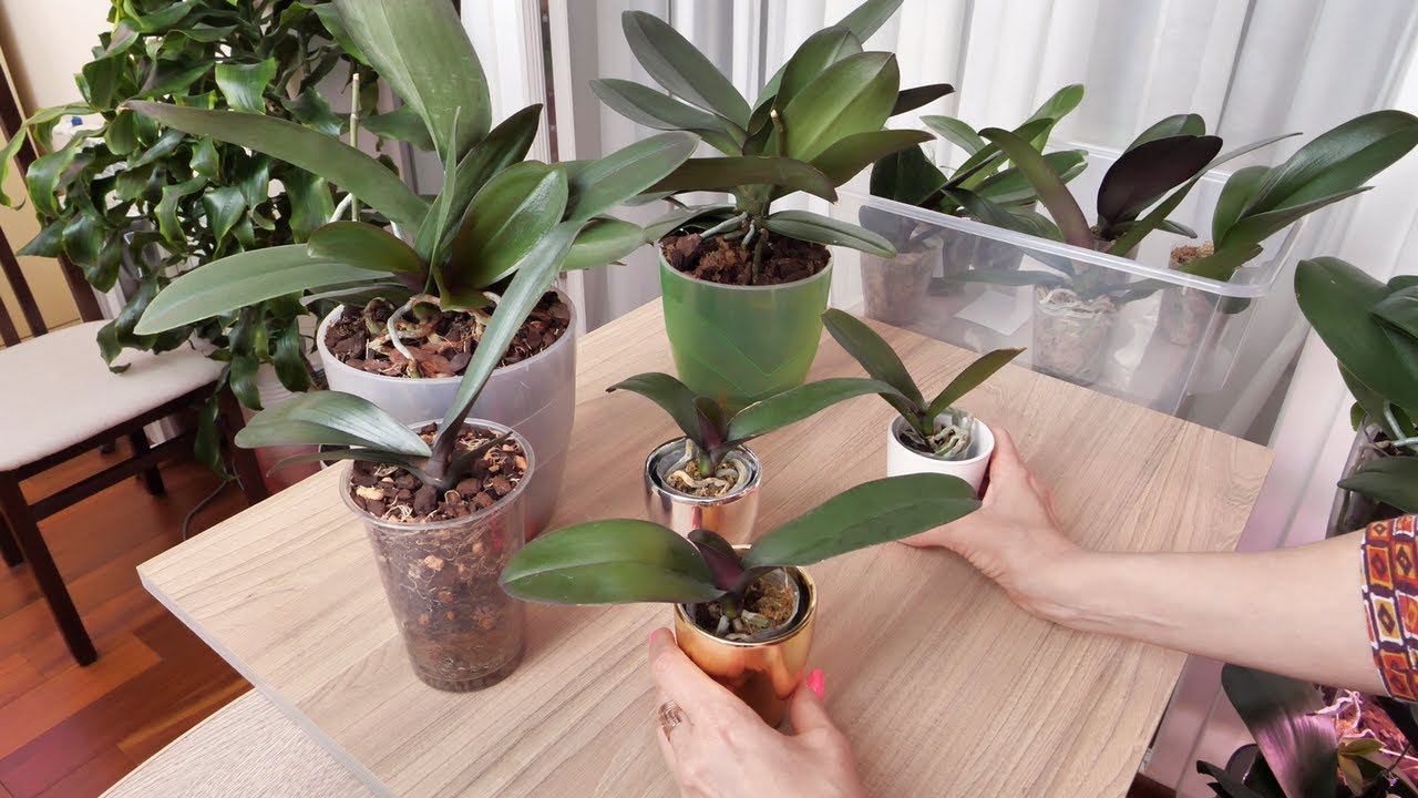 НЕ МОЧИТЬ значит НЕ МОЧИТЬ! Это из МОЕЙ ПРАКТИКИ! Они ВЫЖИЛИ/ Туда корни РАСТУТ как БЕШЕННЫЕ. смотреть онлайн