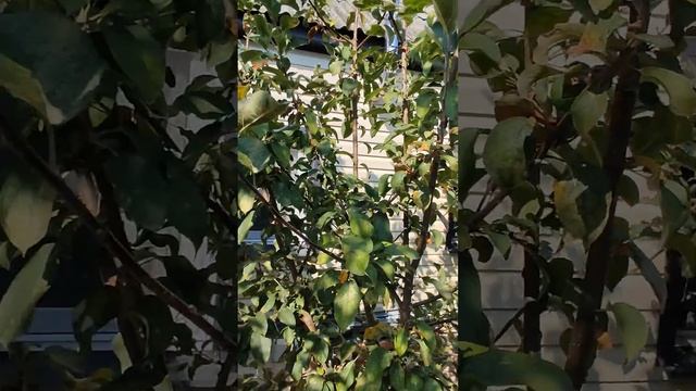 Дом в Приморско-Ахтарске смотреть онлайн
