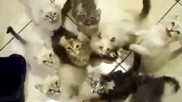 Кормление стаи голодных котов !!! смотреть онлайн