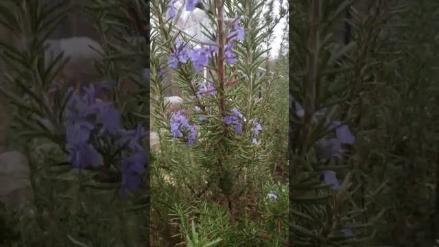 Розмарин цветет смотреть онлайн