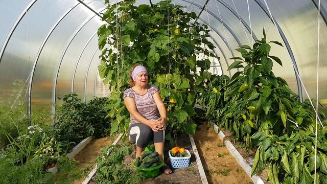 Лучшие гибриды огурцов 2019 - мои предпочтения ? Вкусные и урожайные огурчики смотреть онлайн