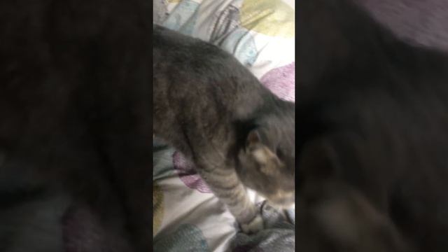 Сегодня я расскажу о своих домашних питомцах смотреть онлайн