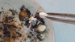 Интересный опыт с кальцием