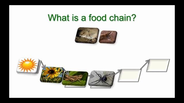 Energy and Food Chains- Revised смотреть онлайн