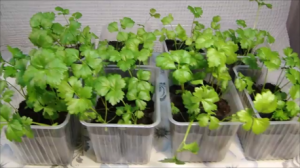 Уход за рассадой сельдерея!