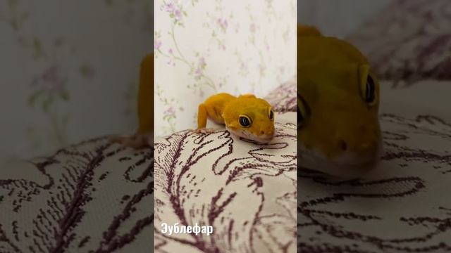Эублефар. Геккон. Ящерица смотреть онлайн